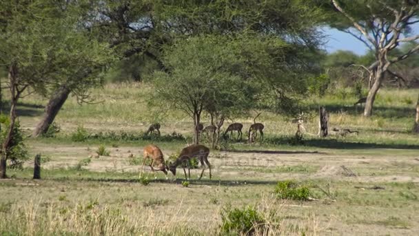 Antilop Impala. Safari - utazás az afrikai szavanna. Tanzánia. — Stock videók