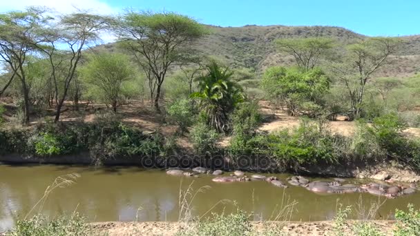 Hroši v vysychají řeky. Safari - cesta přes africké savany. Tanzanie. — Stock video