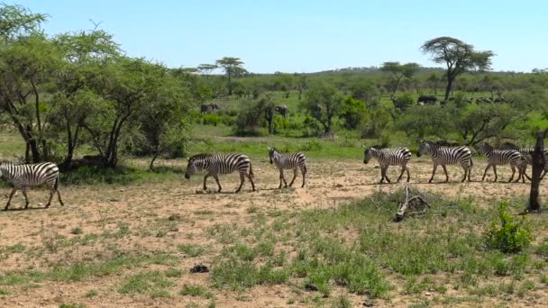 A herd of Zebra, elephants and wildebeest. Safari - journey through the African Savannah. Tanzania. — Stock Video
