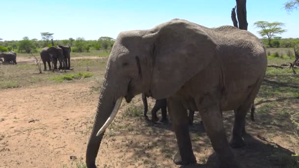Afrikanische Elefanten. Safari - Reise durch die afrikanische Savanne. Tansania. — Stockvideo