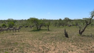 Zebra ve antilop sürüsü. Safari - Afrika savana yolculuk. Tanzanya.