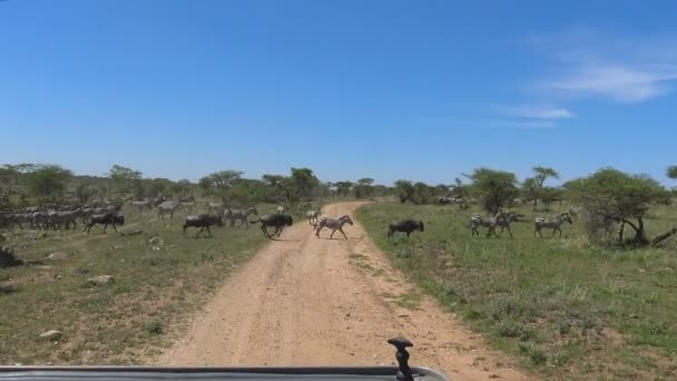 シマウマとヌーの群れ。サファリ - アフリカのサバンナを旅します。タンザニア. — ストック動画