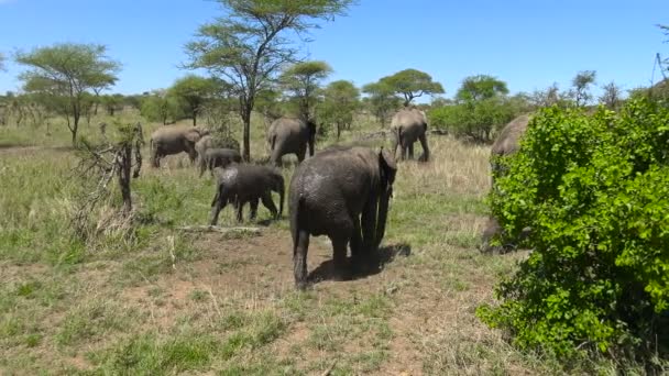 Afričtí sloni. Safari - cesta přes africké savany. Tanzanie. — Stock video