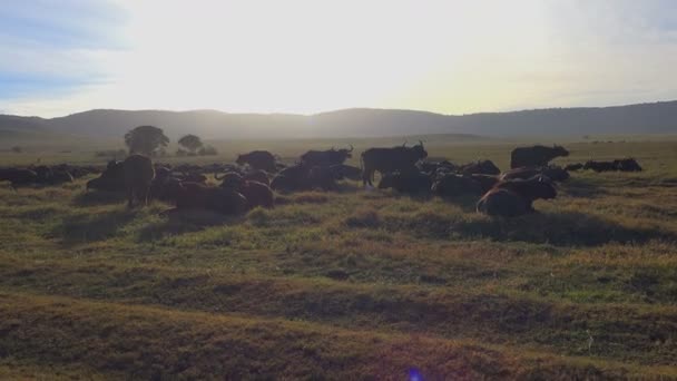 Kafferbivaly a Ngorongoro kráter. Safari - utazás az afrikai szavanna. Tanzánia. — Stock videók