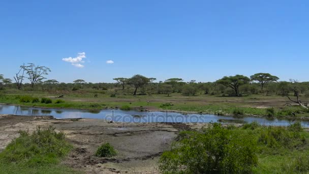 Marabou ooievaars. Safari - reis door de Afrikaanse savanne. Tanzania. — Stockvideo
