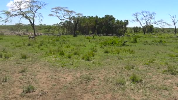 En besättning med Zebra och GNU. Safari - resa genom den afrikanska savannen. Tanzania. — Stockvideo