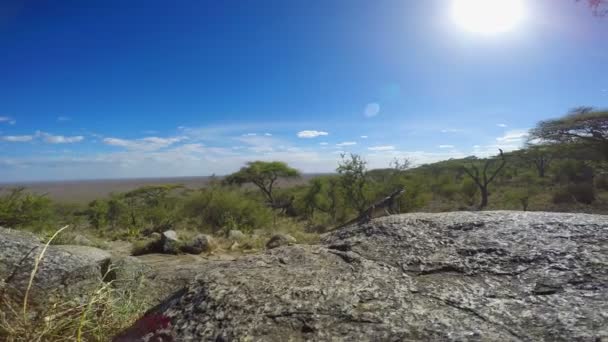 Ještěrka. Safari - cesta přes africké savany. Tanzanie. — Stock video