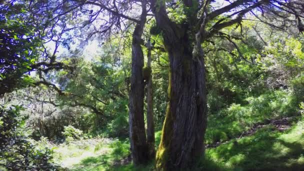 Op de helling van mount Meru. Safari - reis door de Afrikaanse savanne. Tanzania. — Stockvideo