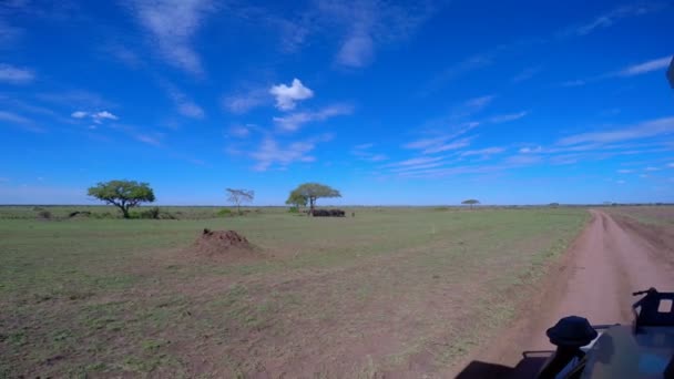 Stado zebry, słonie i GNU. Safari - podróż przez afrykańskiej sawanny. Tanzania. — Wideo stockowe