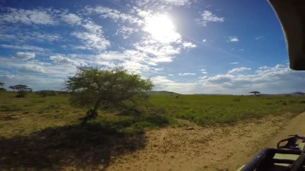 Afrikai elefánt. Safari - utazás az afrikai szavanna. Tanzánia. — Stock videók