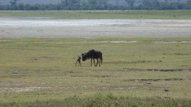 Antilop yakın: Yeni doğmuş bir yavru. Safari - Afrika savana yolculuk. Tanzanya.