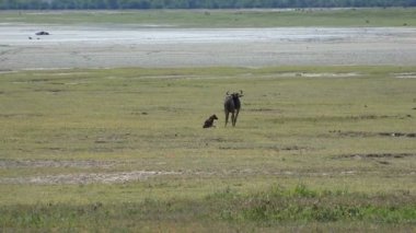 Antilop yakın: Yeni doğmuş bir yavru. Safari - Afrika savana yolculuk. Tanzanya.