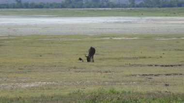 Antilop yakın: Yeni doğmuş bir yavru. Safari - Afrika savana yolculuk. Tanzanya.