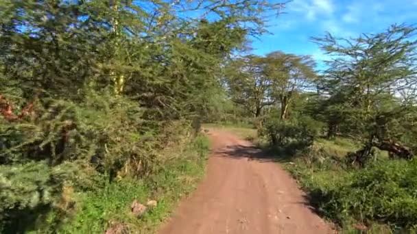 Safari - cesta přes africké savany. Tanzanie. — Stock video