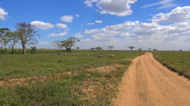 Safari - cesta přes africké savany. Tanzanie. — Stock video