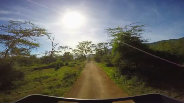 サファリ - アフリカのサバンナを旅します。タンザニア. — ストック動画