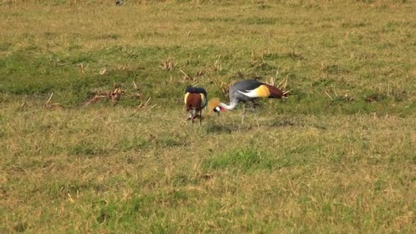 Dvojice jeřábů královských v kráteru Ngorongoro. Safari - cesta přes africké savany. Tanzanie. — Stock video