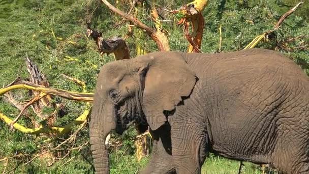 Elefantes africanos. Safari - viaje a través de la sabana africana. Tanzania . — Vídeos de Stock