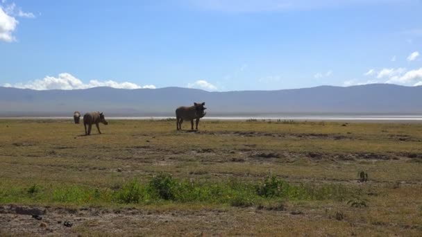 Warthogs en el cráter Ngorongoro. Safari - viaje a través de la sabana africana. Tanzania . — Vídeos de Stock