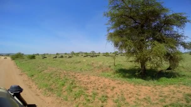 Ένα κοπάδι από ζέβρες και τα γκνου (wildebeest). Σαφάρι - ταξίδι στο της αφρικανικής σαβάνας. Τανζανία. — Αρχείο Βίντεο