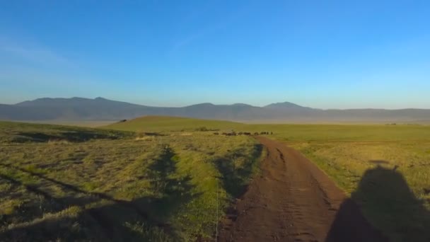 Ngorongoro krateri Afrika Buffalo'da. Safari - Afrika savana yolculuk. Tanzanya. — Stok video