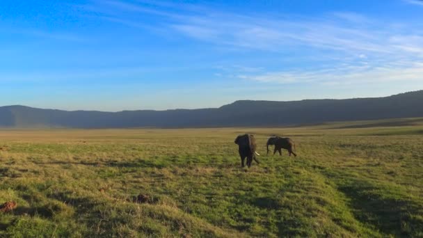 Elefantes africanos. Safari - viagem pela Savannah Africana. Tanzânia . — Vídeo de Stock