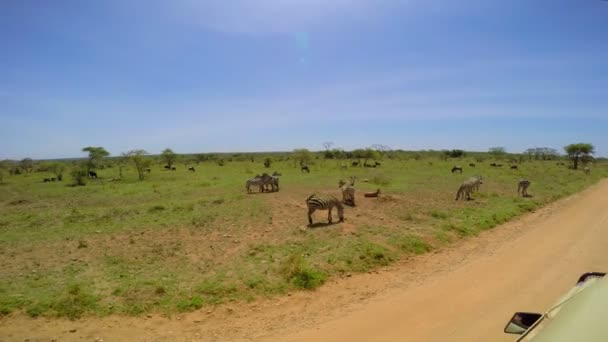 Zebra ve antilop sürüsü. Safari - Afrika savana yolculuk. Tanzanya. — Stok video