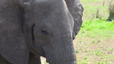 Afrika filleri. Safari - Afrika savana yolculuk. Tanzanya.