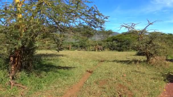 Słonie afrykańskie. Safari - podróż przez afrykańskiej sawanny. Tanzania. — Wideo stockowe