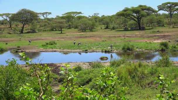 Čápi Marabu. Safari - cesta přes africké savany. Tanzanie. — Stock video