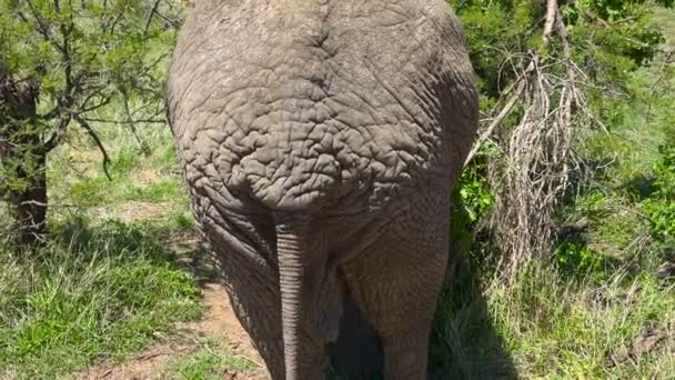 Afrikanische Elefanten. Safari - Reise durch die afrikanische Savanne. Tansania. — Stockvideo
