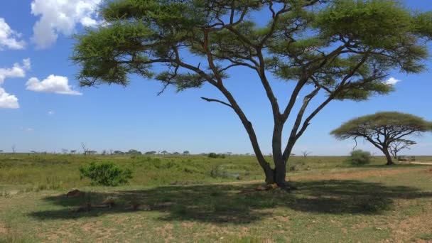 Safari - reis door de Afrikaanse savanne. Tanzania. — Stockvideo