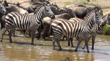Zebra ve antilop sürüsü. Safari - Afrika savana yolculuk. Tanzanya.