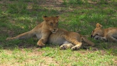 Afrika Aslanları. Safari - Afrika savana yolculuk. Tanzanya.