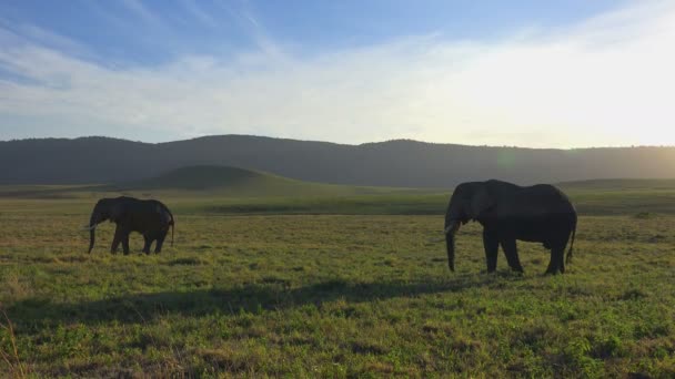 Elefantes africanos. Safari - viaje a través de la sabana africana. Tanzania . — Vídeos de Stock
