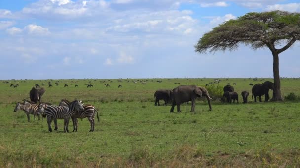 シマウマ、ゾウ、ヌーの群れ。サファリ - アフリカのサバンナを旅します。タンザニア. — ストック動画