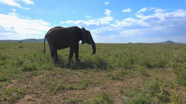 Африканские слоны. Сафари - путешествие по африканской Саванне. Танзания . — стоковое видео