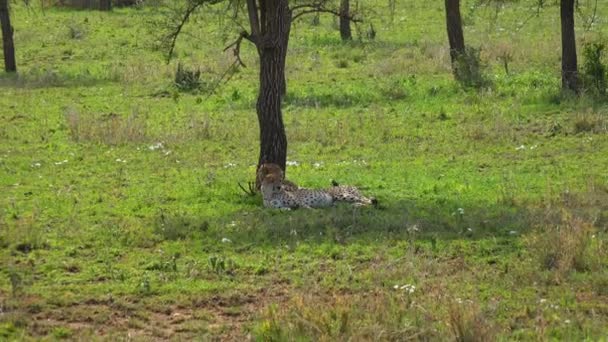 Une paire de guépards. Safari - voyage à travers la savane africaine. Tanzanie . — Video