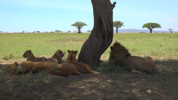 Lvů. Safari - cesta přes africké savany. Tanzanie. — Stock video