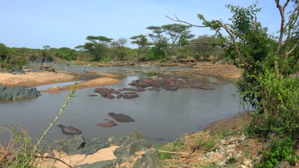 Flodhästar i uttorkningen av floden. Safari - resa genom den afrikanska savannen. Tanzania. — Stockvideo