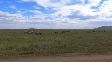 Zebra ve antilop sürüsü. Safari - Afrika savana yolculuk. Tanzanya.
