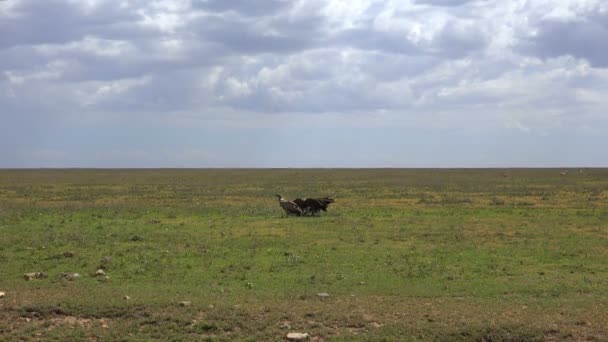 Sępy Afryki. Safari - podróż przez afrykańskiej sawanny. Tanzania. — Wideo stockowe