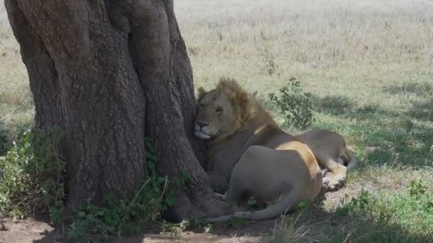 アフリカのライオン。サファリ - アフリカのサバンナを旅します。タンザニア. — ストック動画