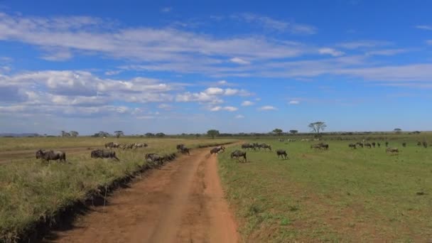 Una manada de cebra y ñus. Safari - viaje a través de la sabana africana. Tanzania . — Vídeos de Stock
