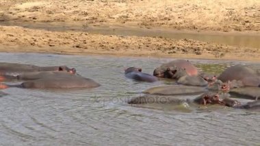 Suaygırları nehir kurutma içinde. Safari - Afrika savana yolculuk. Tanzanya.