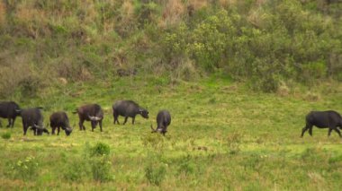 Ngorongoro krateri Afrika Buffalo'da. Safari - Afrika savana yolculuk. Tanzanya.