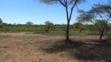 Zebra ve antilop sürüsü. Safari - Afrika savana yolculuk. Tanzanya.