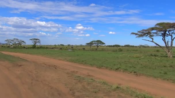아프리카 코끼리입니다. 사파리-아프리카 사바나를 통해 여행입니다. 탄자니아. — 비디오