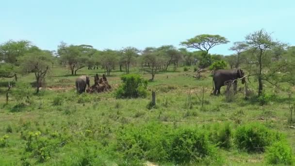 Elefantes africanos. Safari - viaje a través de la sabana africana. Tanzania . — Vídeo de stock