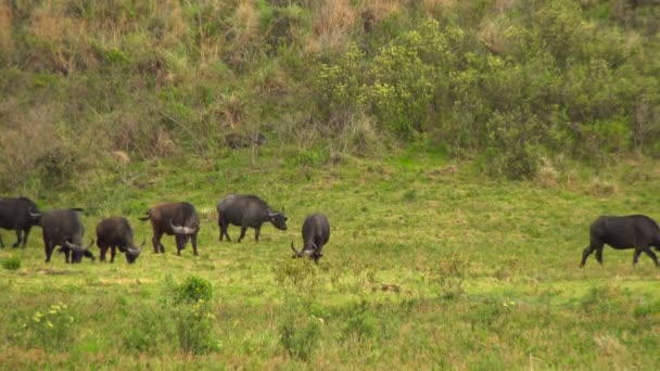 African Buffalo in the Ngorongoro crater. Safari - journey through the African Savannah. Tanzania. — Stock Video